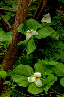 Trillium on the Melrose Trail II