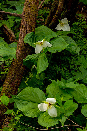 Trillium on the Melrose Trail II