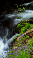 Purple Physilia at Big Creek