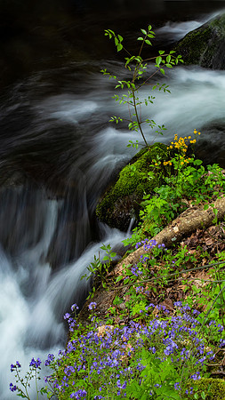 Purple Physilia at Big Creek