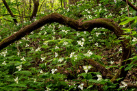 Field of Trillium, Melrose Trail