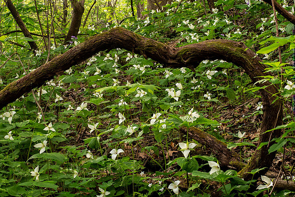 Field of Trillium, Melrose Trail