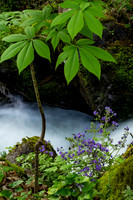 Purple Physilia at Big Creek