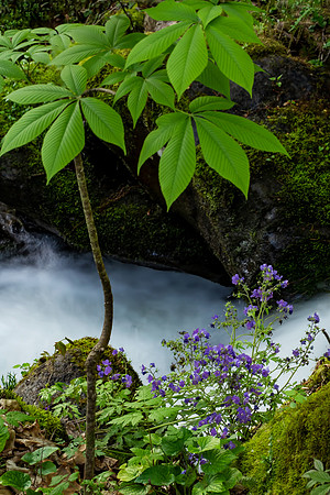 Purple Physilia at Big Creek