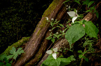 Trillium & Friends on the Melrose Trail I