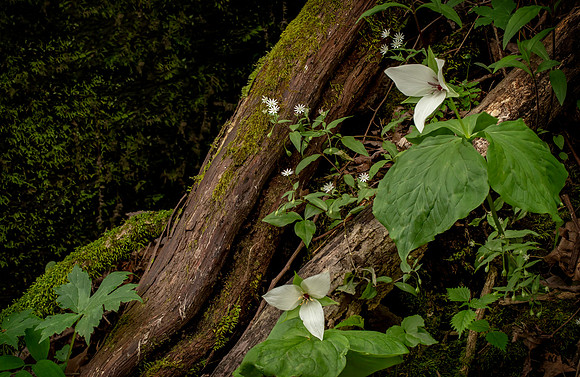 Trillium & Friends on the Melrose Trail I