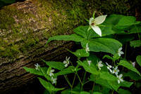 Trillium & Friends on the Melrose Trail I