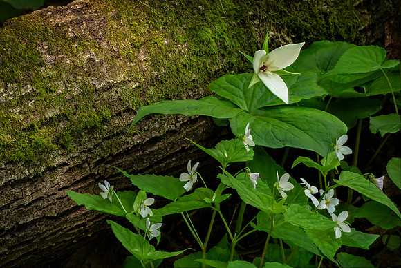 Trillium & Friends on the Melrose Trail I