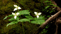 Trillium on the Melrose Trail I