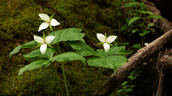 Trillium on the Melrose Trail I