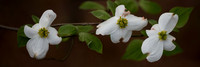 Dogwood Trio