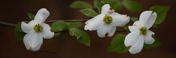 Dogwood Trio
