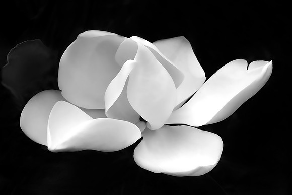 Southern Magnolia